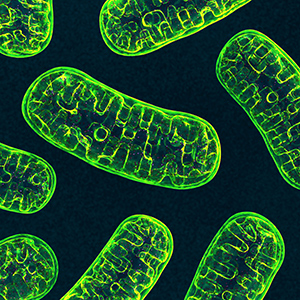 Mitochondria